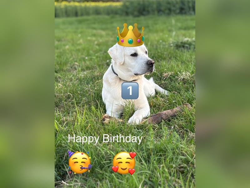 Familienhund / Labradorwelpen
