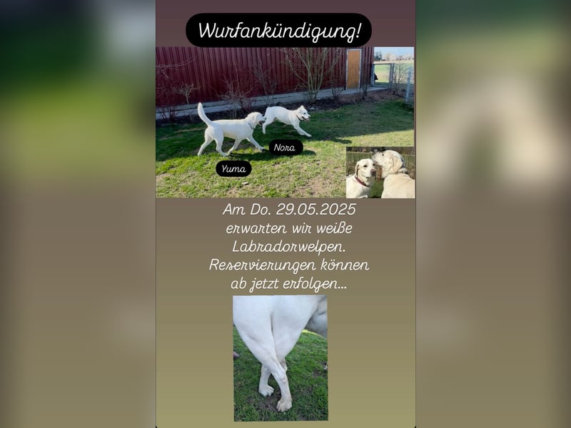 Familienhund / Labradorwelpen