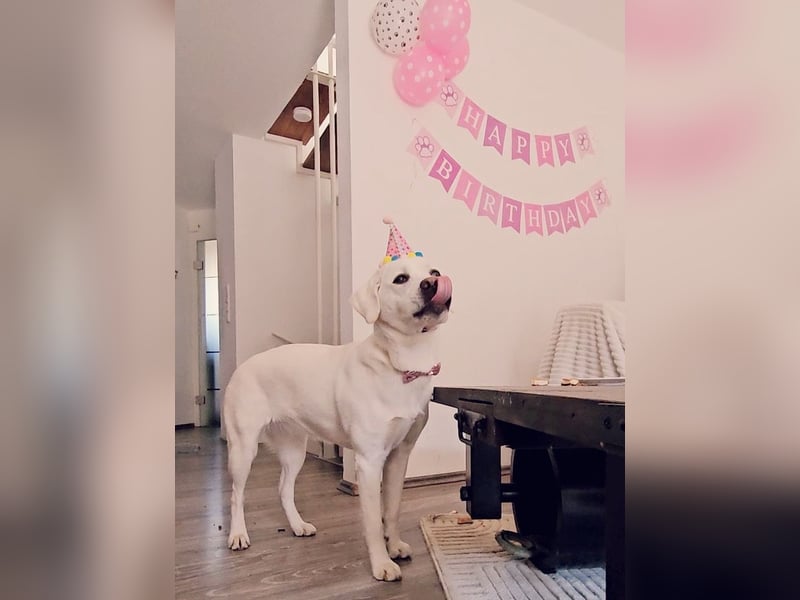 Familienhund / Labradorwelpen