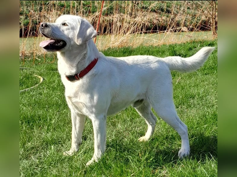 Familienhund / Labradorwelpen