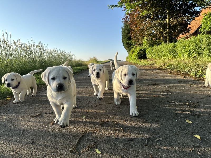 Familienhund / Labradorwelpen