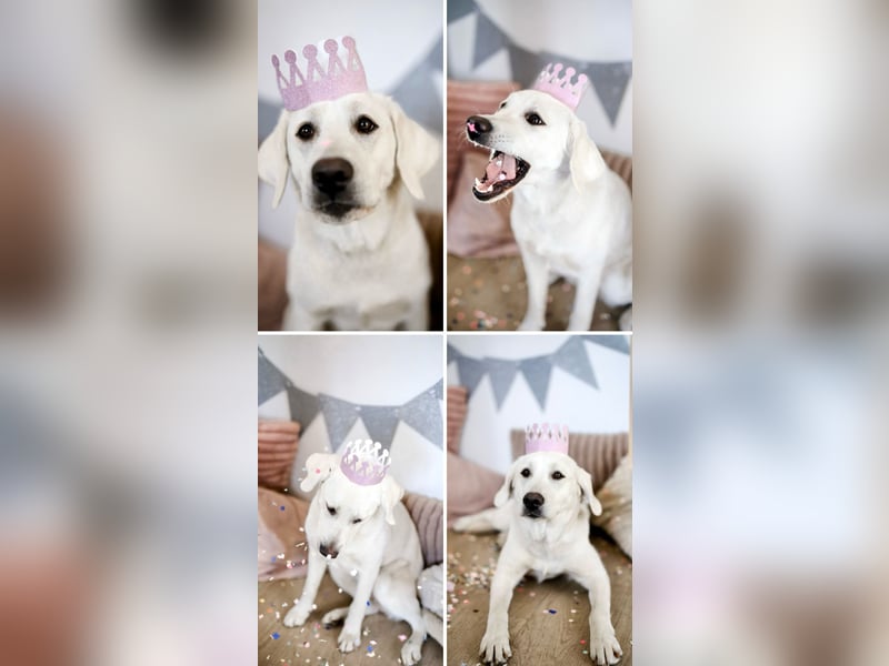 Familienhund / Labradorwelpen