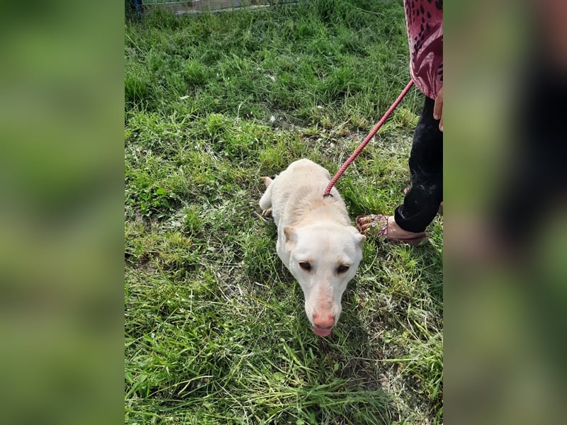 Malou - wunderschönes Labbi Mix Mädchen wartet in Rumänien, 2,5 Jahre