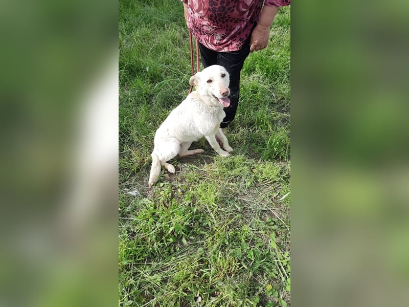 Malou - wunderschönes Labbi Mix Mädchen wartet in Rumänien, 2,5 Jahre