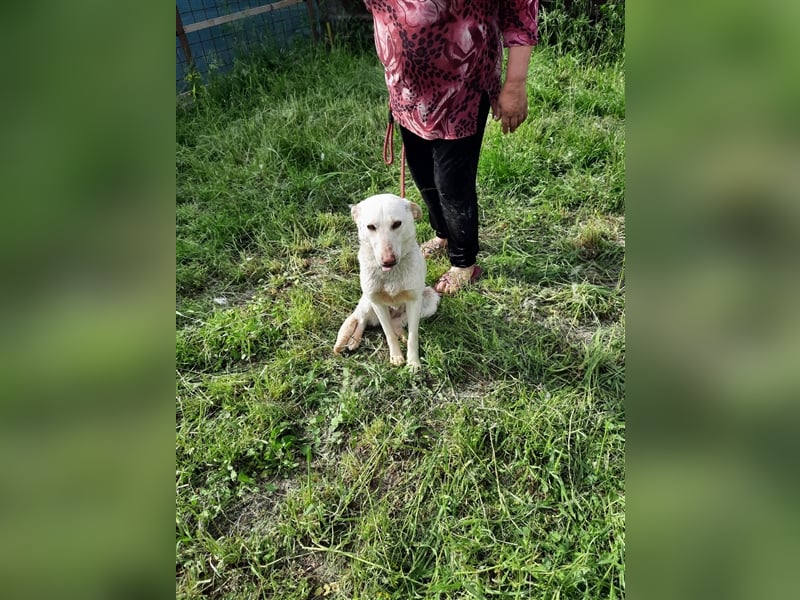 Malou - wunderschönes Labbi Mix Mädchen wartet in Rumänien, 2,5 Jahre
