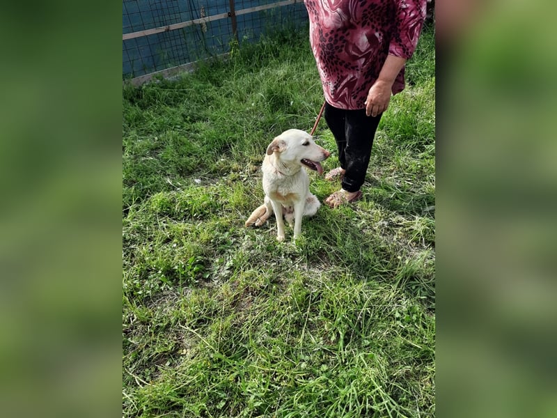 Malou - wunderschönes Labbi Mix Mädchen wartet in Rumänien, 2,5 Jahre