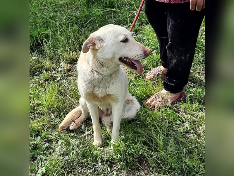 Malou - wunderschönes Labbi Mix Mädchen wartet in Rumänien, 2,5 Jahre