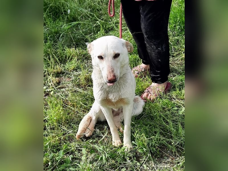 Malou - wunderschönes Labbi Mix Mädchen wartet in Rumänien, 2,5 Jahre