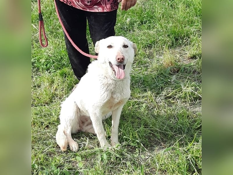 Malou - wunderschönes Labbi Mix Mädchen wartet in Rumänien, 2,5 Jahre