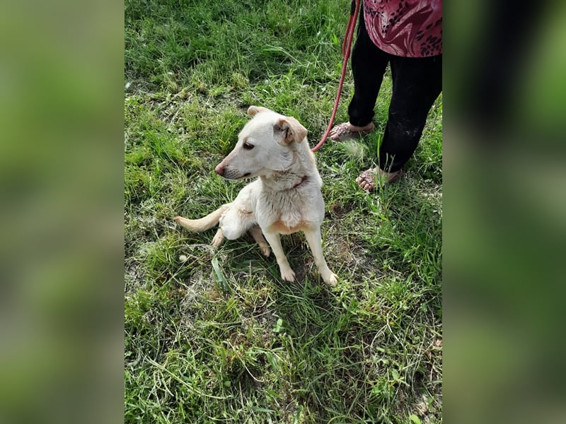 Malou - wunderschönes Labbi Mix Mädchen wartet in Rumänien, 2,5 Jahre