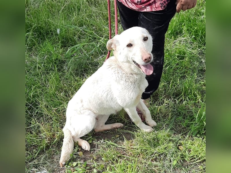 Malou - wunderschönes Labbi Mix Mädchen wartet in Rumänien, 2,5 Jahre