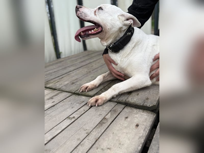 Angel sucht Herzensmenschen