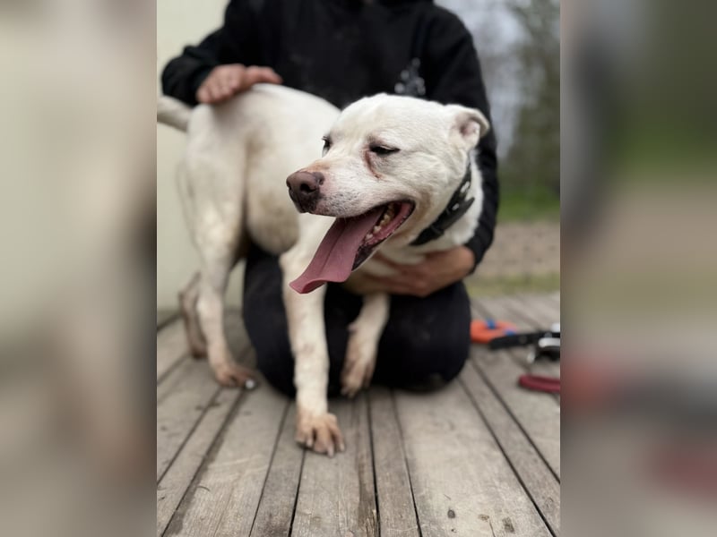 Angel sucht Herzensmenschen