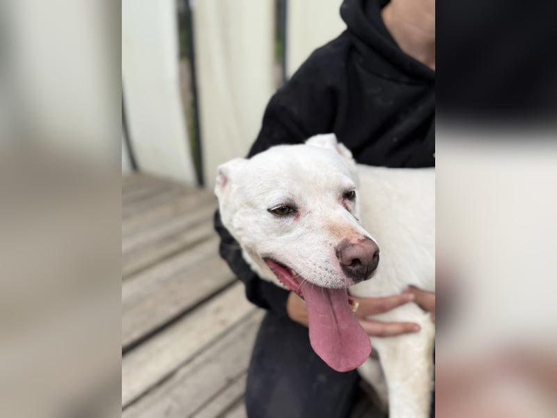 Angel sucht Herzensmenschen