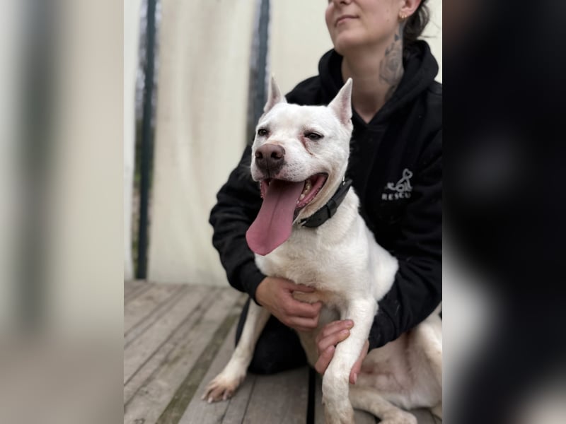 Angel sucht Herzensmenschen