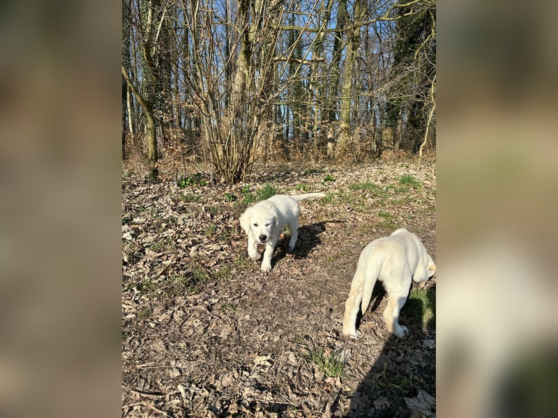Zwei Schneeweiße Labrador Rüden suchen noch ein tolles Zuhause mit Ahnentafel