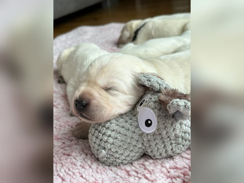 Zwei Schneeweiße Labrador Rüden suchen noch ein tolles Zuhause mit Ahnentafel