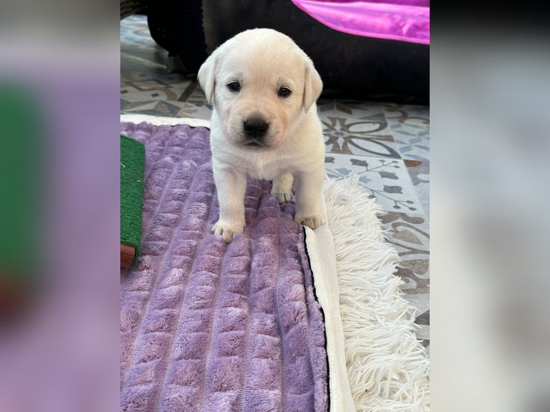 Zwei Schneeweiße Labrador Rüden suchen noch ein tolles Zuhause mit Ahnentafel
