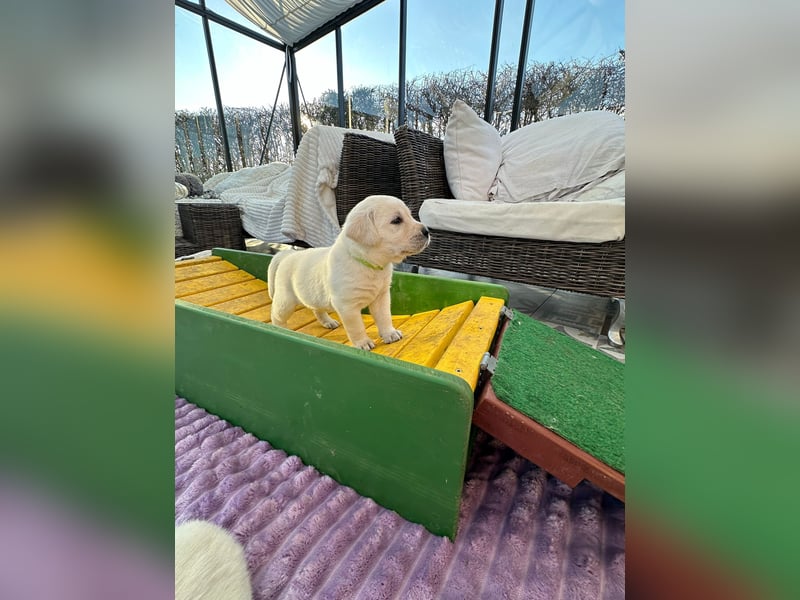 Zwei Schneeweiße Labrador Rüden suchen noch ein tolles Zuhause mit Ahnentafel