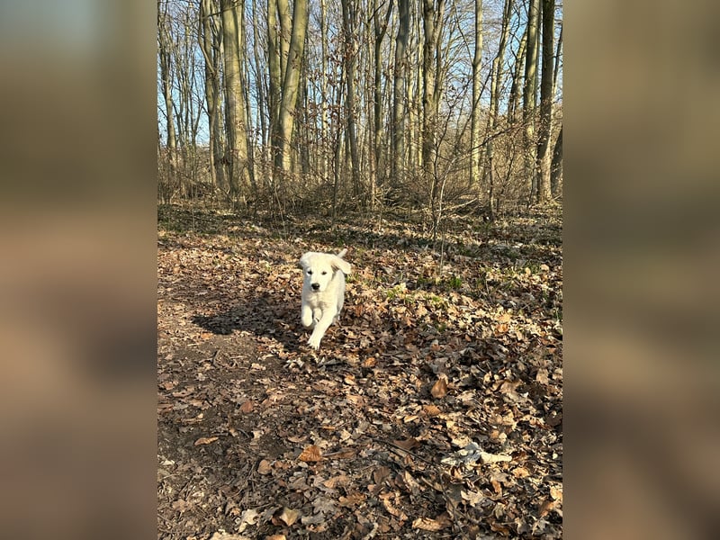 Zwei Schneeweiße Labrador Rüden suchen noch ein tolles Zuhause mit Ahnentafel