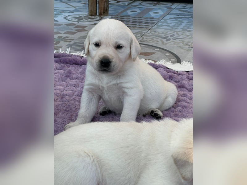Zwei Schneeweiße Labrador Rüden suchen noch ein tolles Zuhause mit Ahnentafel