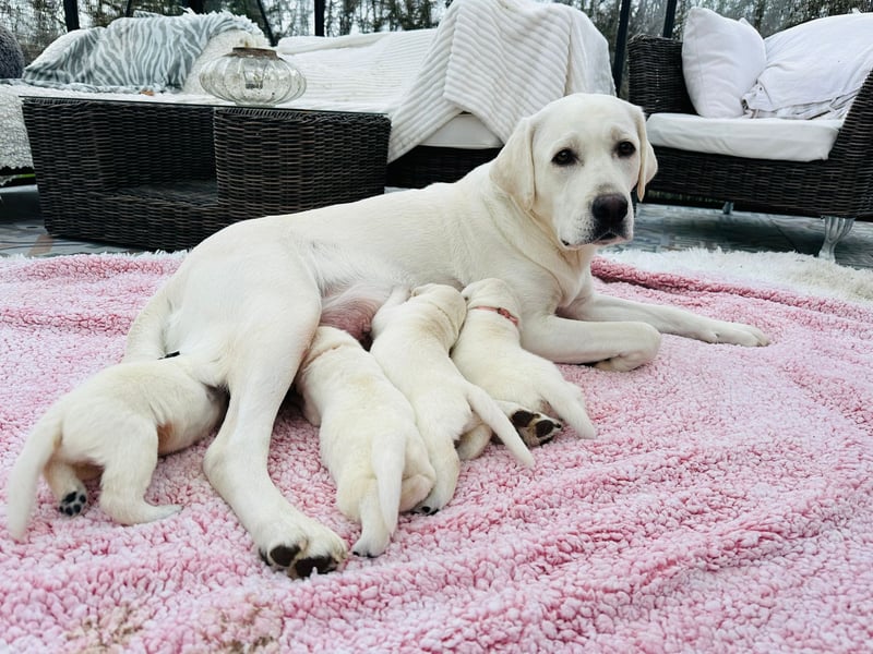 Zwei Schneeweiße Labrador Rüden suchen noch ein tolles Zuhause mit Ahnentafel