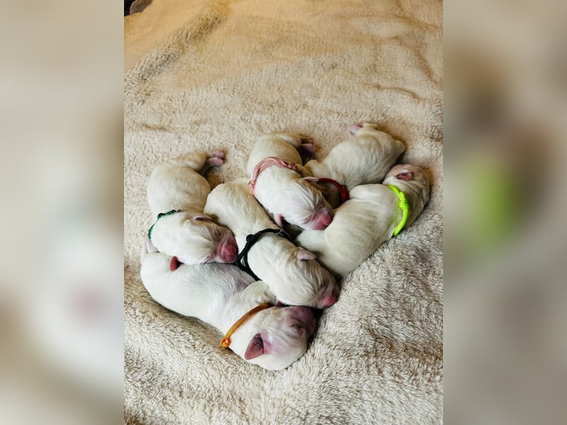 Zwei Schneeweiße Labrador Rüden suchen noch ein tolles Zuhause mit Ahnentafel