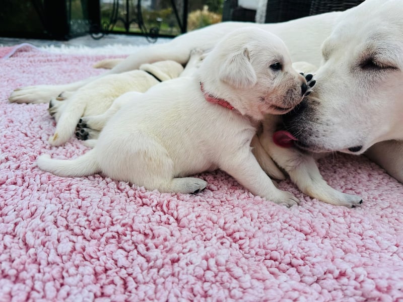 Zwei Schneeweiße Labrador Rüden suchen noch ein tolles Zuhause mit Ahnentafel