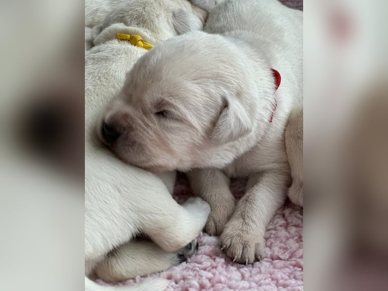 Zwei Schneeweiße Labrador Rüden suchen noch ein tolles Zuhause mit Ahnentafel