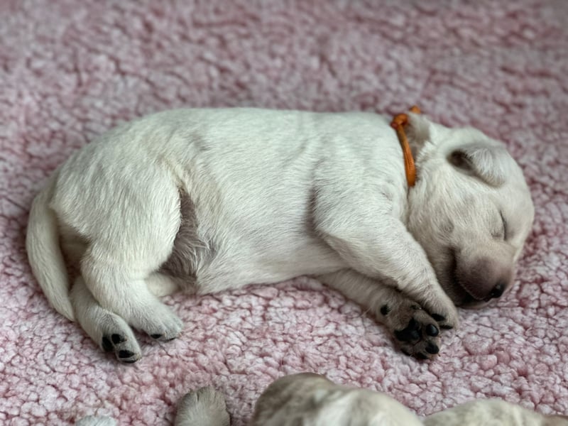 Zwei Schneeweiße Labrador Rüden suchen noch ein tolles Zuhause mit Ahnentafel