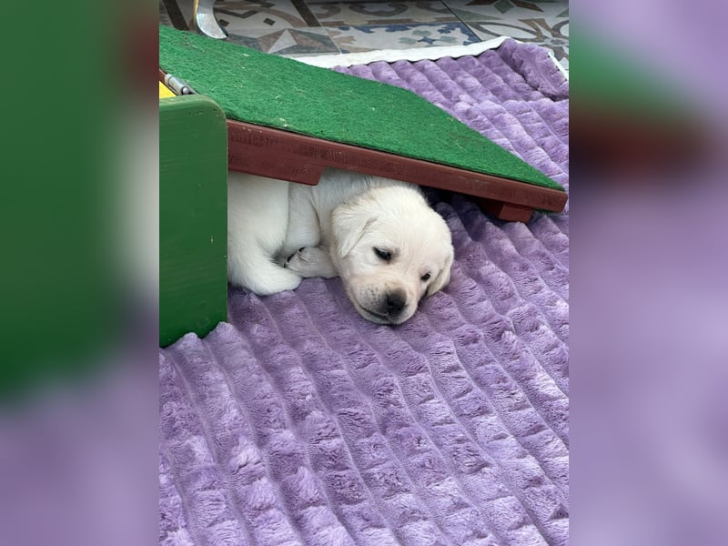 Zwei Schneeweiße Labrador Rüden suchen noch ein tolles Zuhause mit Ahnentafel