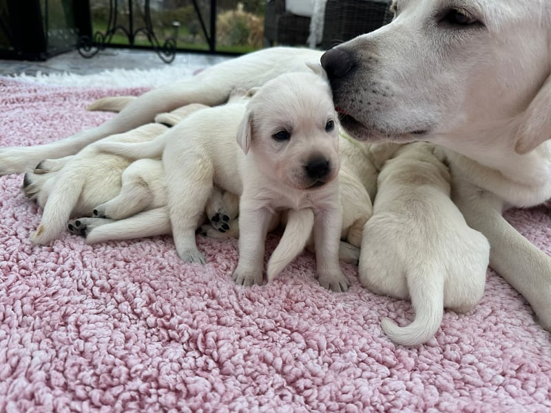 Zwei Schneeweiße Labrador Rüden suchen noch ein tolles Zuhause mit Ahnentafel