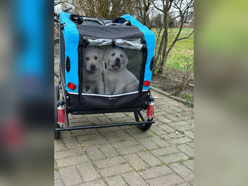 Zwei Schneeweiße Labrador Rüden suchen noch ein tolles Zuhause mit Ahnentafel