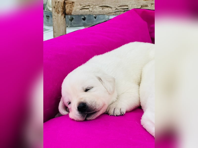 Zwei Schneeweiße Labrador Rüden suchen noch ein tolles Zuhause mit Ahnentafel