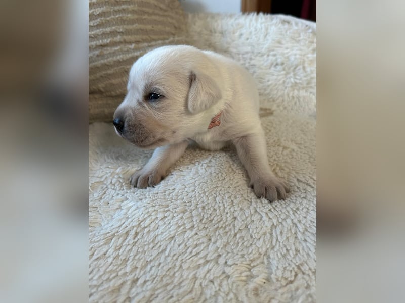 Zwei Schneeweiße Labrador Rüden suchen noch ein tolles Zuhause mit Ahnentafel