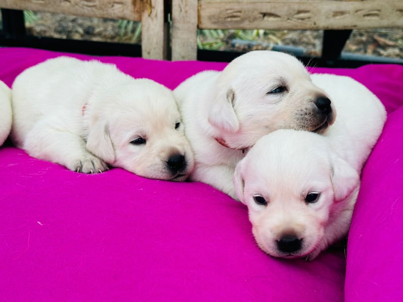 Zwei Schneeweiße Labrador Rüden suchen noch ein tolles Zuhause mit Ahnentafel
