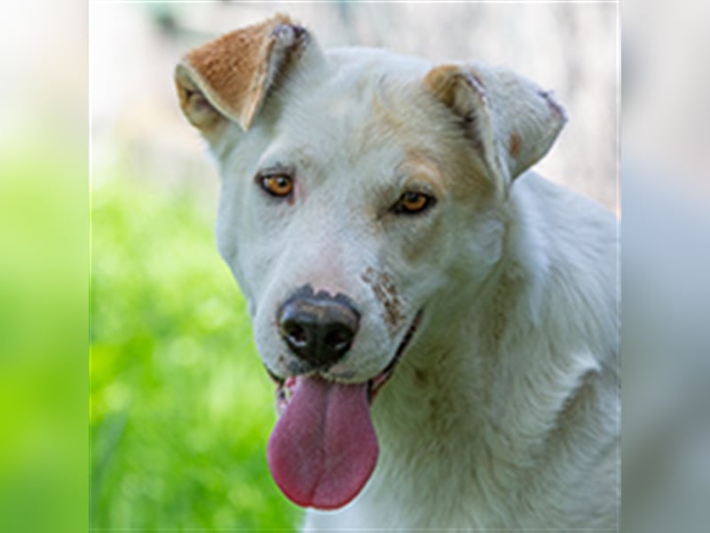 Clevere Hundedame Maia sehnt sich nach einem liebevollen Zuhause