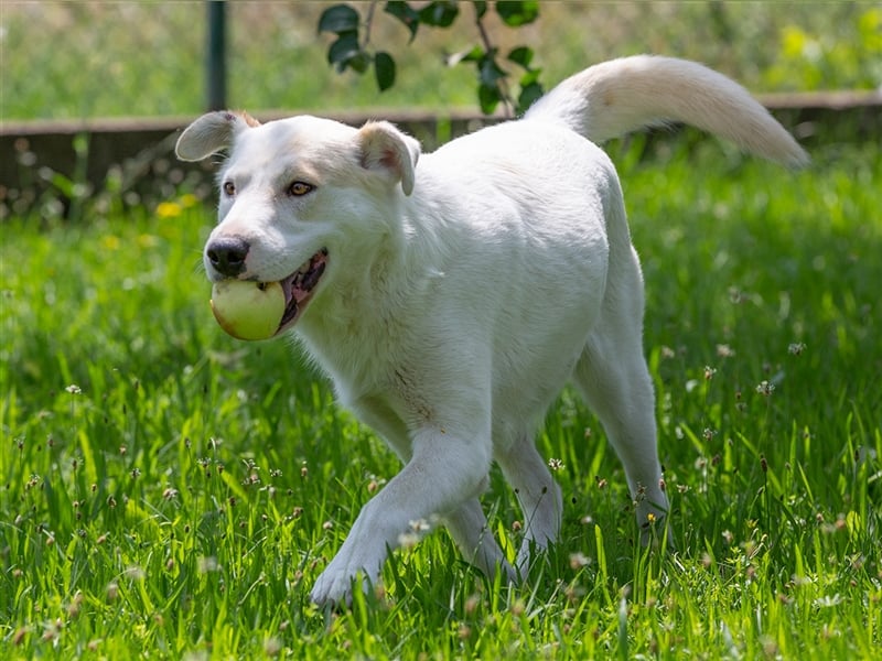 Clevere Hundedame Maia sehnt sich nach einem liebevollen Zuhause