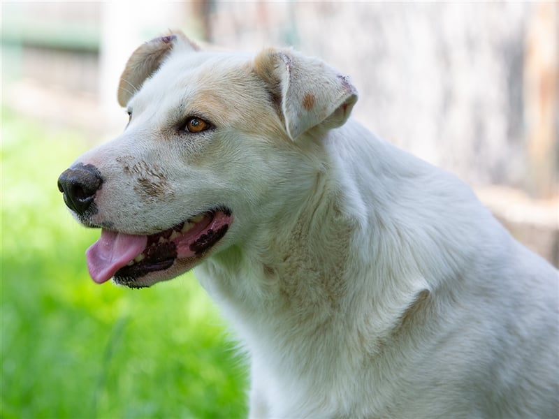 Clevere Hundedame Maia sehnt sich nach einem liebevollen Zuhause