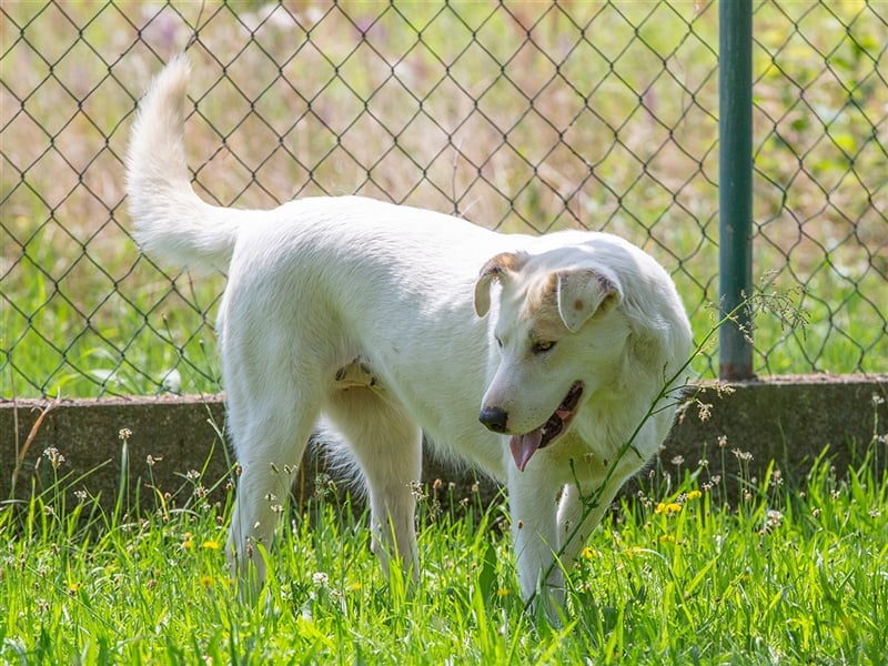 Clevere Hundedame Maia sehnt sich nach einem liebevollen Zuhause
