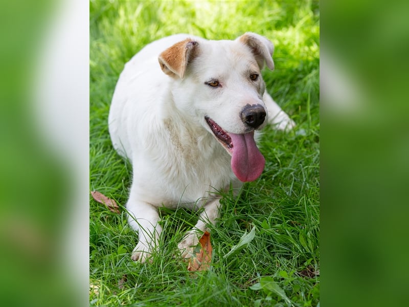 Clevere Hundedame Maia sehnt sich nach einem liebevollen Zuhause