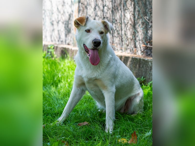 Clevere Hundedame Maia sehnt sich nach einem liebevollen Zuhause