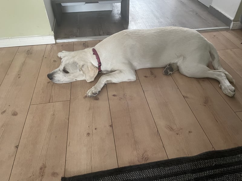 Labrador Retriever mix