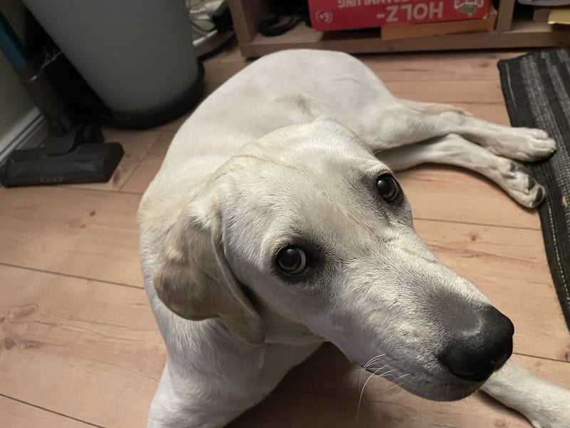 Labrador Retriever mix