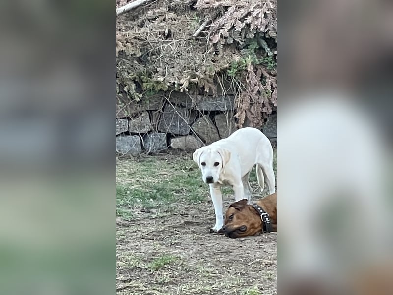 Labrador Retriever mix