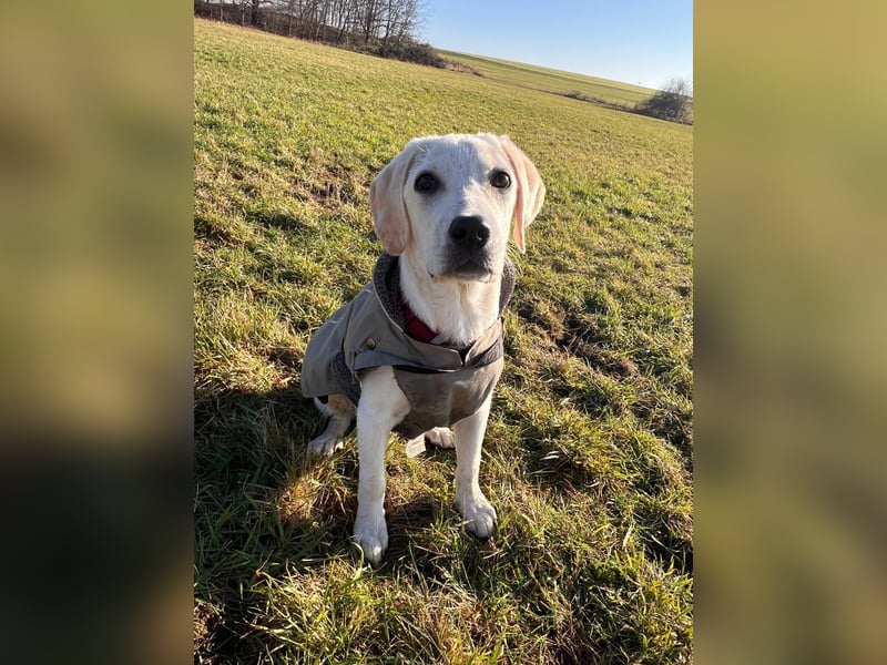 Labrador Retriever mix