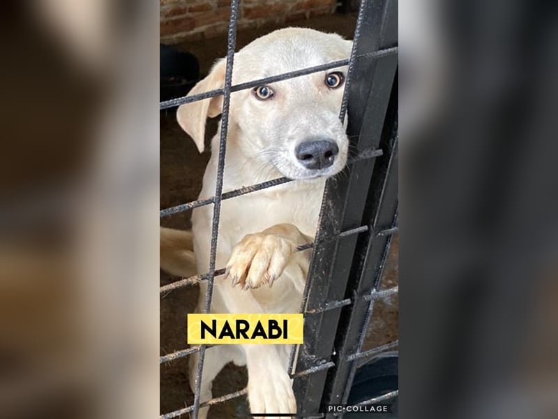 Narabi 