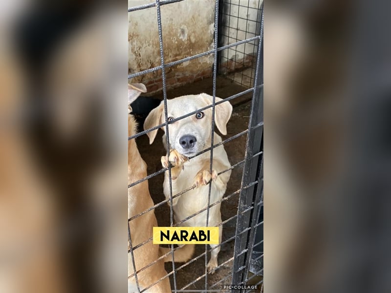 Narabi 