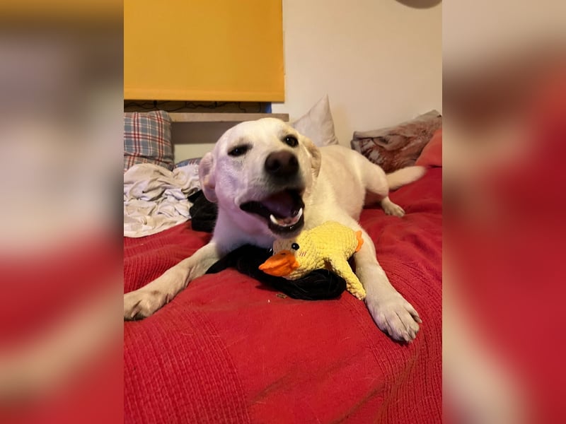 Nala, Labradormischlingshündin sucht neues Zuhause