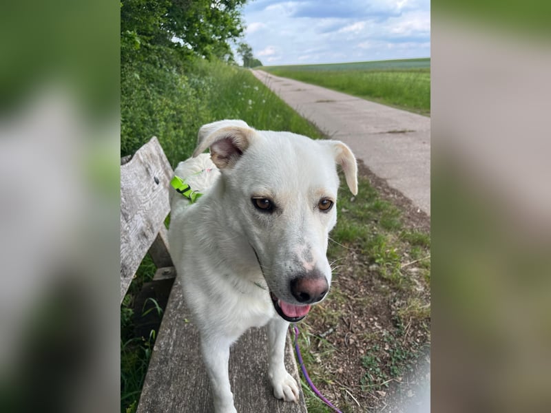 Nala, Labradormischlingshündin sucht neues Zuhause